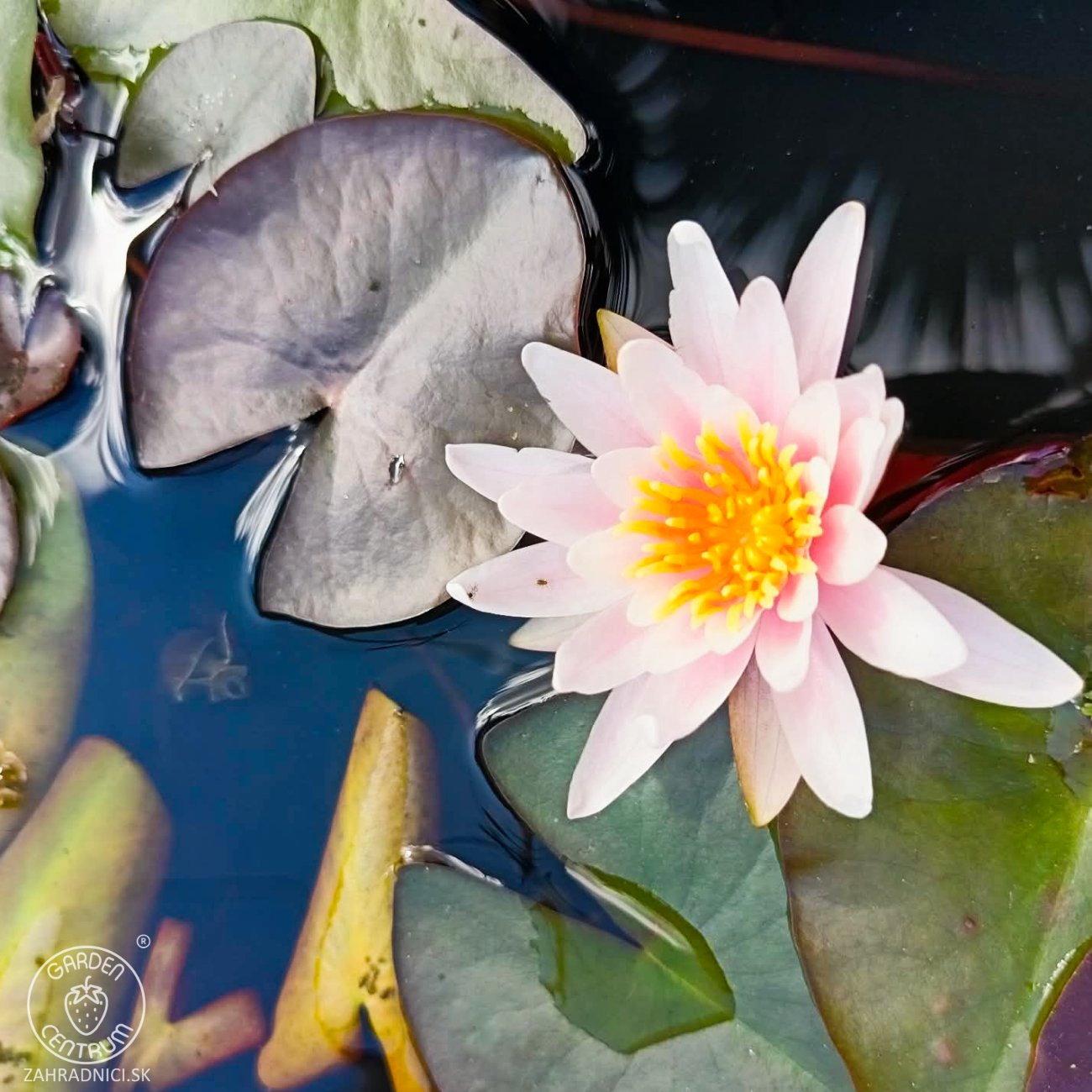 Obrázok Lekno (Nymphaea) ´FABIOLA´ - ⌀ 5-10 cm, kont. P11